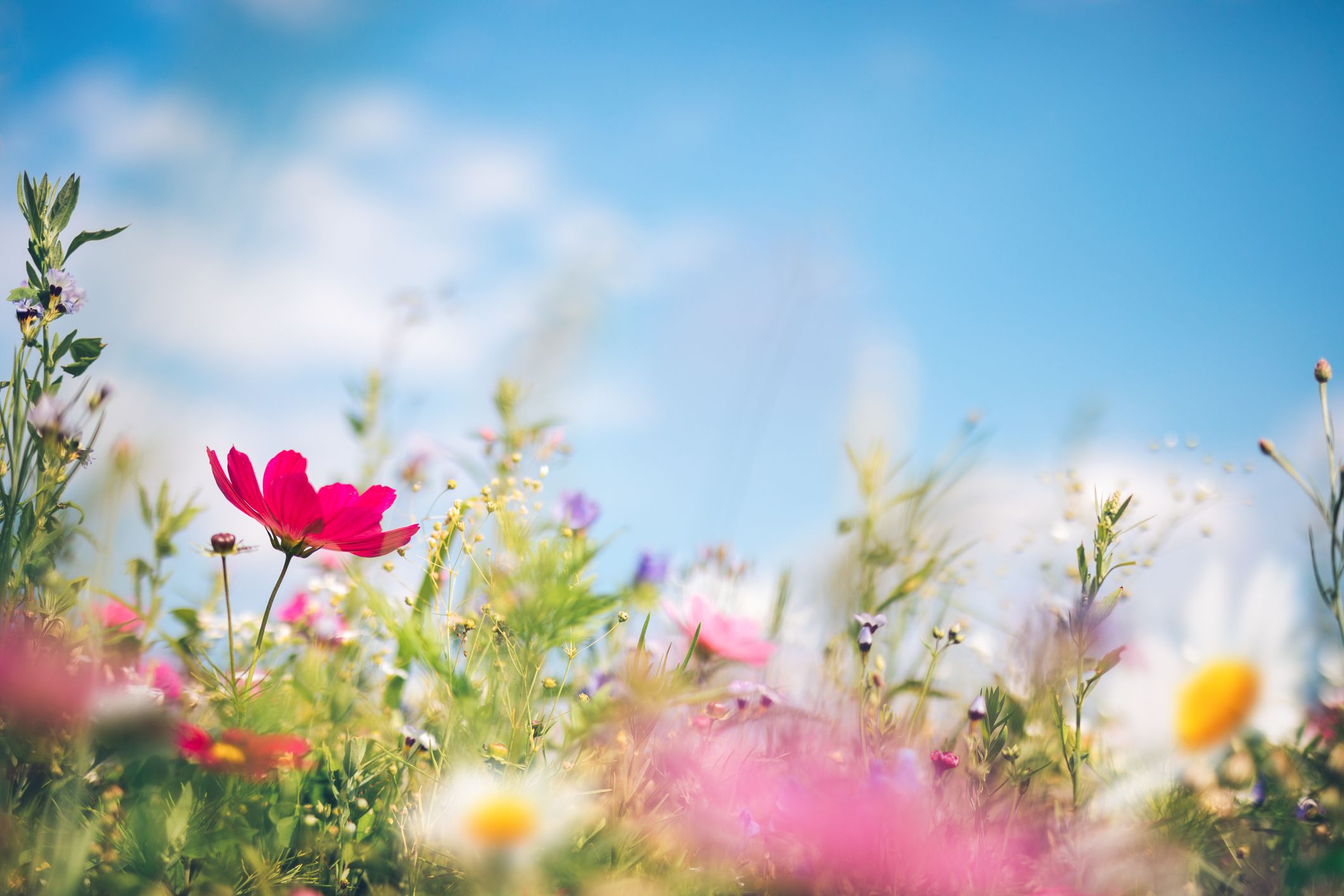 spring-meadow-royalty-free-image-1579125133